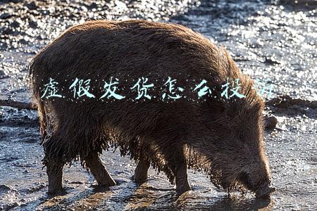 虚假发货怎么投诉