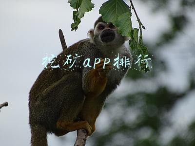 挖矿app排行