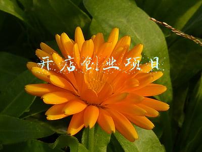 开店创业项目