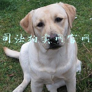 司法拍卖网官网
