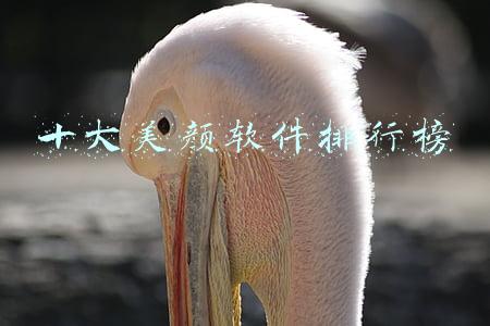 十大美颜软件排行榜