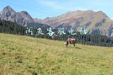 闲鱼客服电话95188人工服务(支付宝转账发邮件？小心被骗)