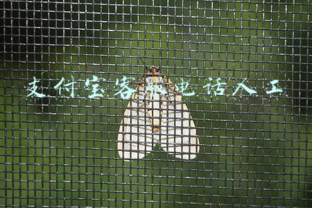 支付宝客服电话人工