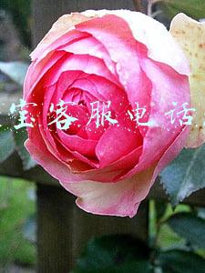 支付宝客服电话人工电话是95188吗(骗子从支付宝牟利有新招 当心你的“花呗”被假客服盯上)