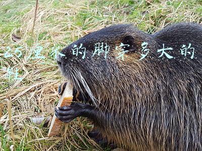 25厘米的脚穿多大的鞋