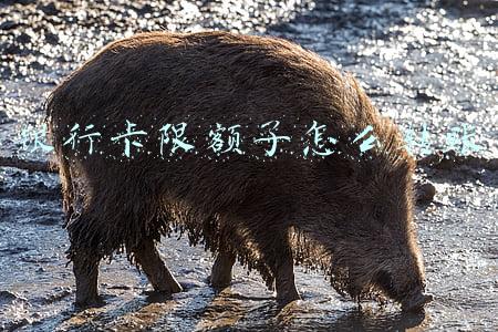 银行卡限额了怎么转账 银行卡限额了怎么转账