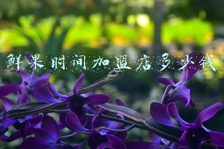 果果鲜加盟费多少 花果鲜加盟需要多少费用？