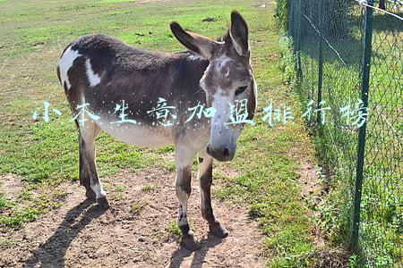 小本生意加盟排行榜