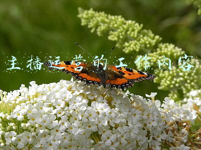 主播运营的工作内容