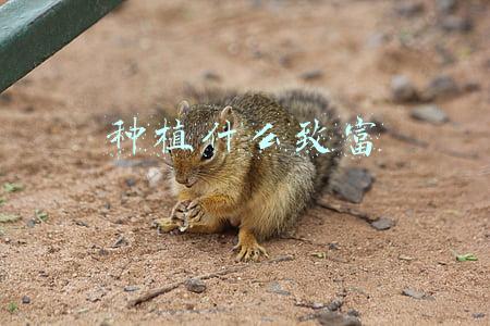 种植什么致富
