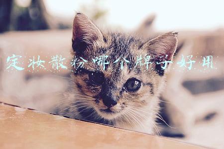 定妆散粉哪个牌子好用 定妆散粉哪个牌子好用