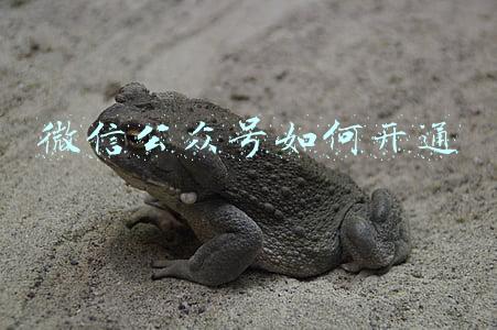 微信公众号如何开通
