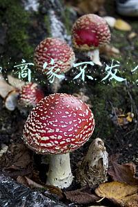 拼多多商家不发货怎么处理