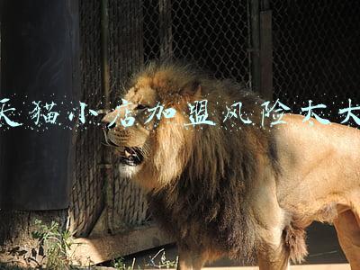 天猫小店加盟风险太大 天猫小店加盟风险太大