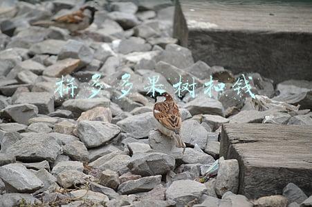 拼多多果树扣钱 拼多多果树扣钱