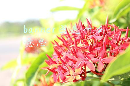 banner图是什么意思