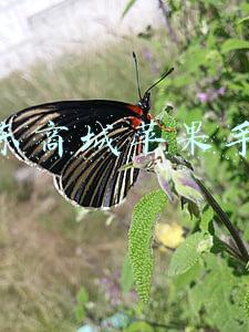 京东商城苹果手机