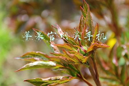 苹果官网买手机