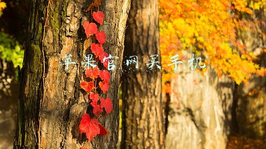 苹果官网买手机可以无条件退货吗(再次双标？苹果官网无理由退货期限变了，国行无缘)