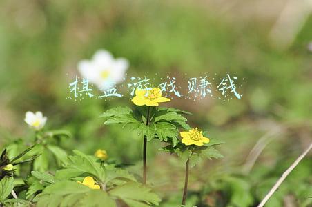 棋盘游戏赚钱