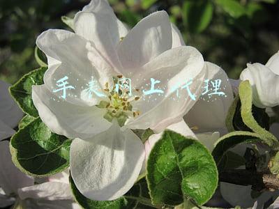手表网上代理