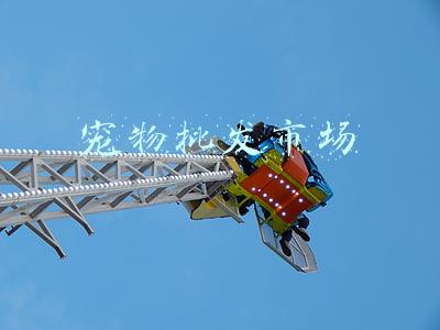 宠物批发市场