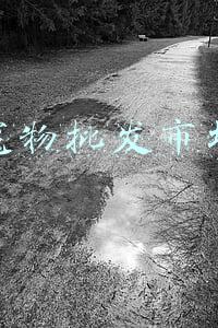 宠物批发市场