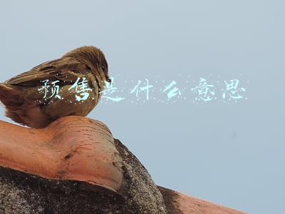 预售是什么意思