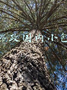 邮政国内小包
