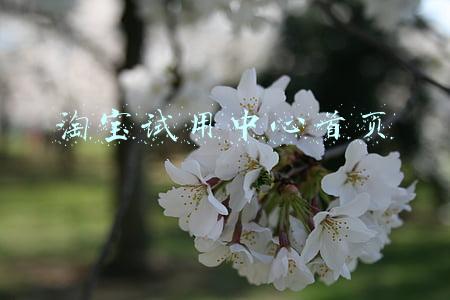 淘宝试用中心首页