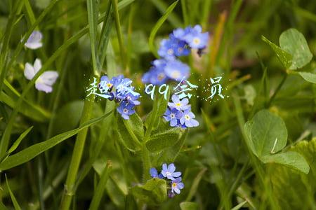 超级qq会员