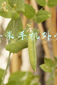 苹果手机外壳