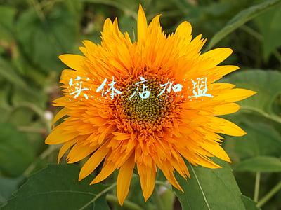实体店加盟