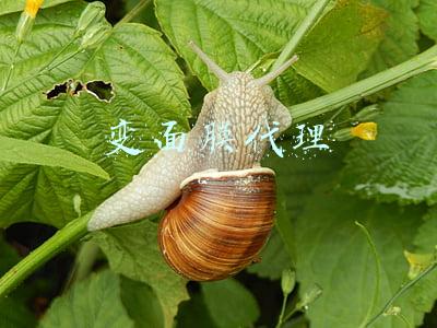 变面膜代理