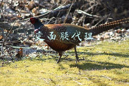 变面膜代理