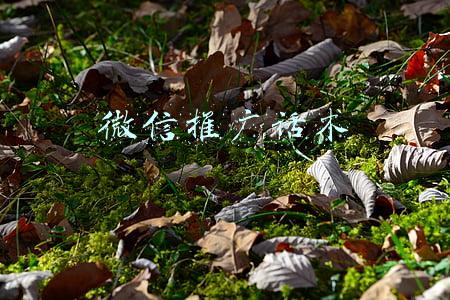 微信推广话术