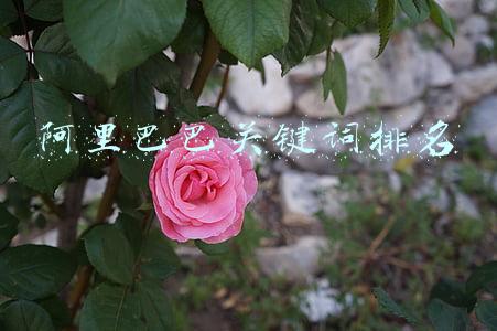 阿里巴巴关键词排名