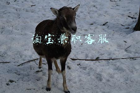 怎么应聘淘宝客服在家兼职(居家客服兼职需要准备什么？到底是怎么做的？)