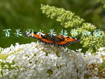 百果园水果超市加盟