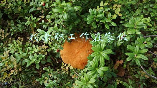 找兼职工作在家做