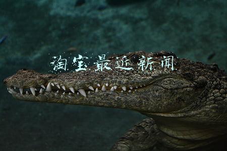 淘宝最近新闻