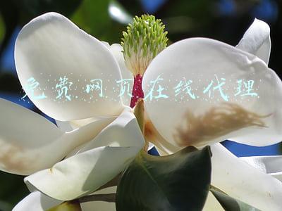 免费网页在线代理