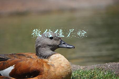 微信僵尸粉