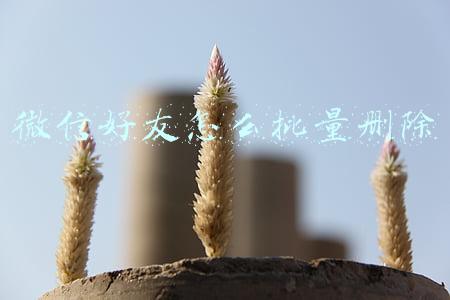 微信好友怎么批量删除