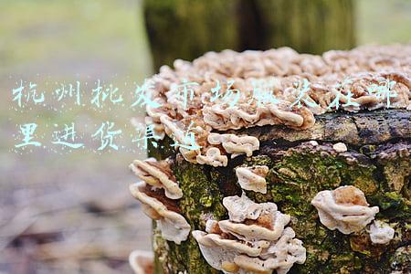 杭州批发市场服装在哪里进货渠道
