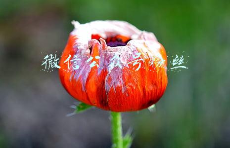 微信公众号粉丝