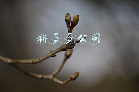 拼多多公司