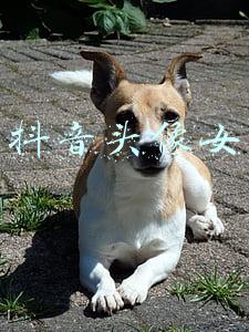 抖音头像女