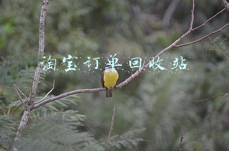 淘宝订单回收站