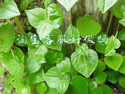 拼多多淘宝客服好做吗(弘辽科技：拼多多售后好做吗？需要做好哪些方面？)